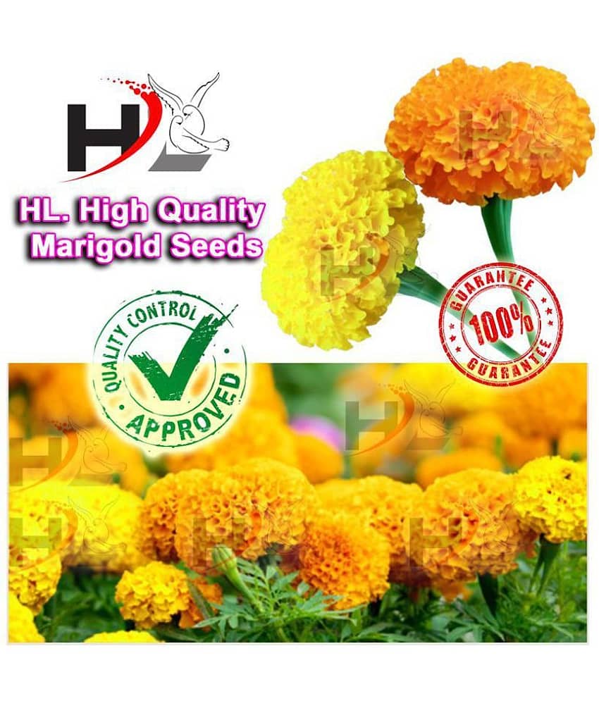 HL. High Quality MIX Marigold Seed (FREE PLANTS/FLOWER GROWING FOOD) 100% working / African Marigold Seeds