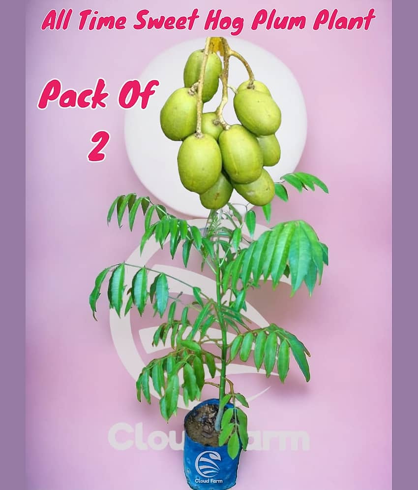 Cloud Farm Outdoor Fruit Plant ( Pack of 2 )