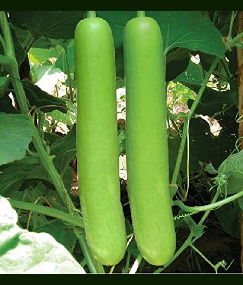 Bottle Gourd Long Seeds Kitchen Garden Vegetable Seeds (15 Seeds)