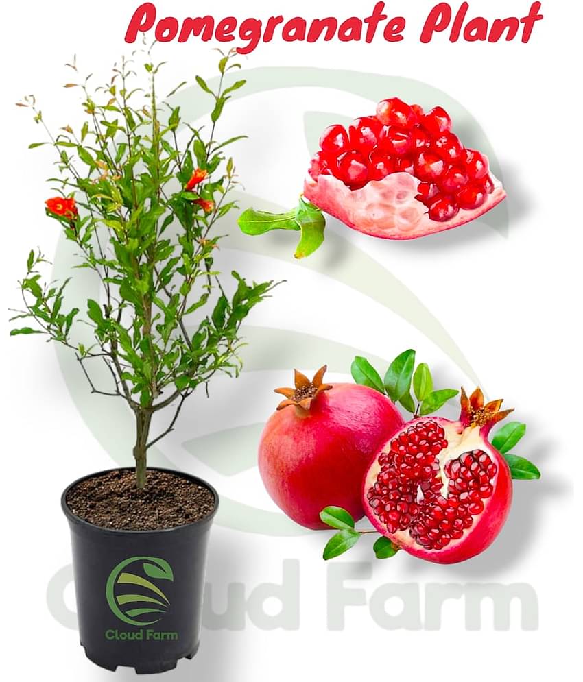 Cloud Farm Outdoor Fruit Plant ( Pack of 1 )