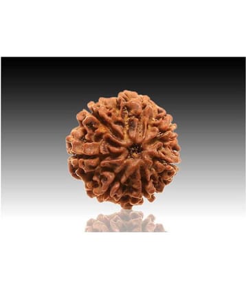 7 faced Rudraksha 100% original Lab certified 7 face mukhi Nepali beads / Divine Almighty Genuine Rudraksha by RUDRA
