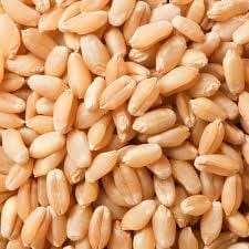 Organic Wheat