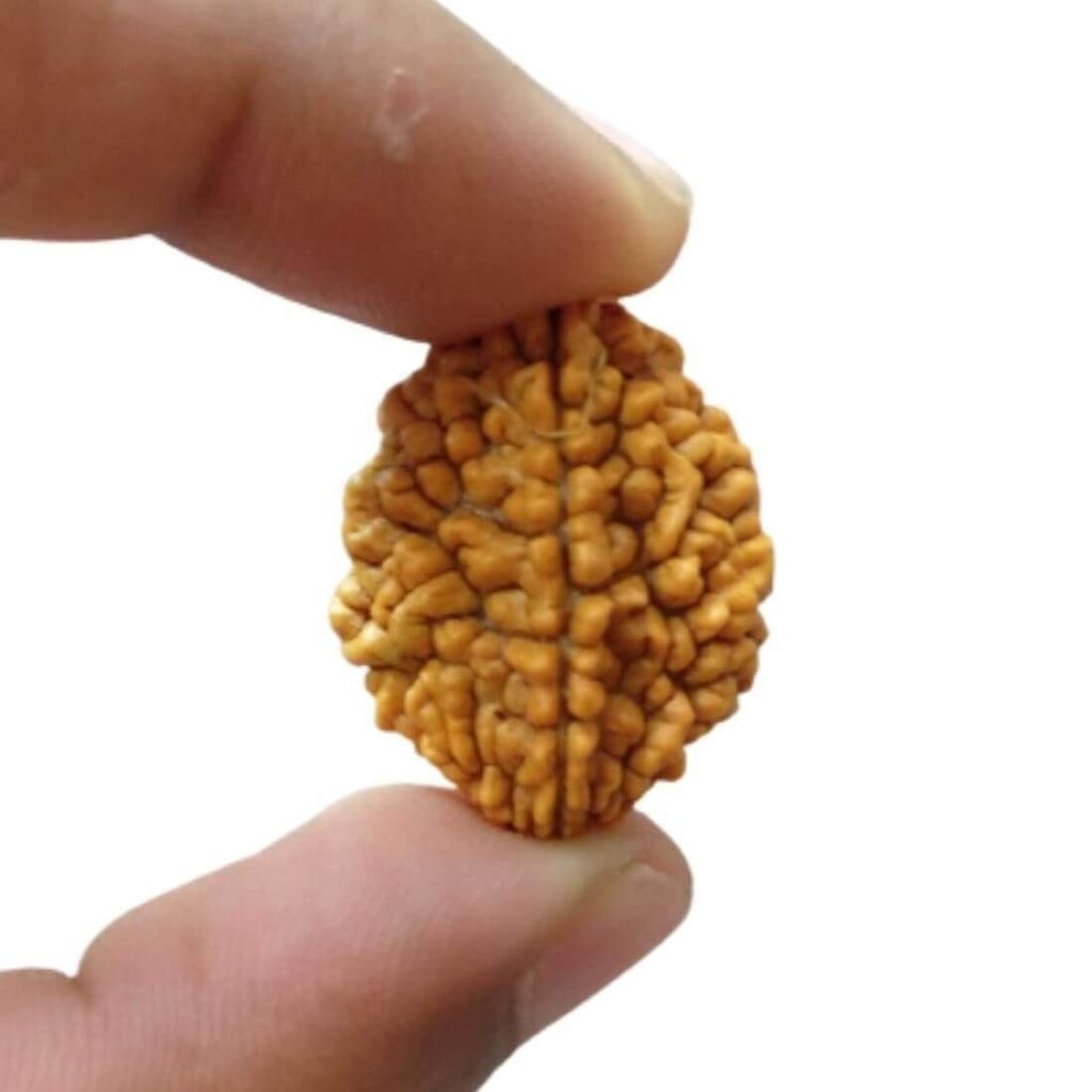 MAYAPURI 2 Mukhi Rudraksha/Natural 2 Face Rudraksha Bead/Pendant (Brown) for Unisex (Pack of 1) - Pooja Needs | Buy online on ZillyBuy