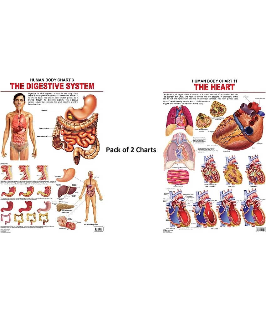 The Digestive System and The Heart Wall Chart - Pack of 2 Charts - Both Side Hard Laminated (Size 48 x 73 cm)