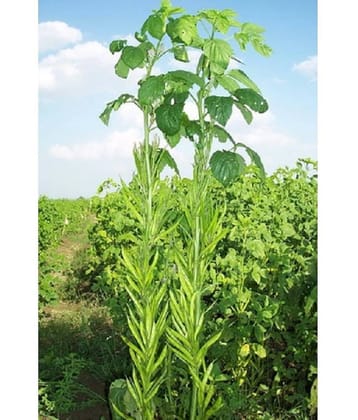 Gawar (CLUSTER Bean) vegetable Seeds PACK OF 50 SEEDS
