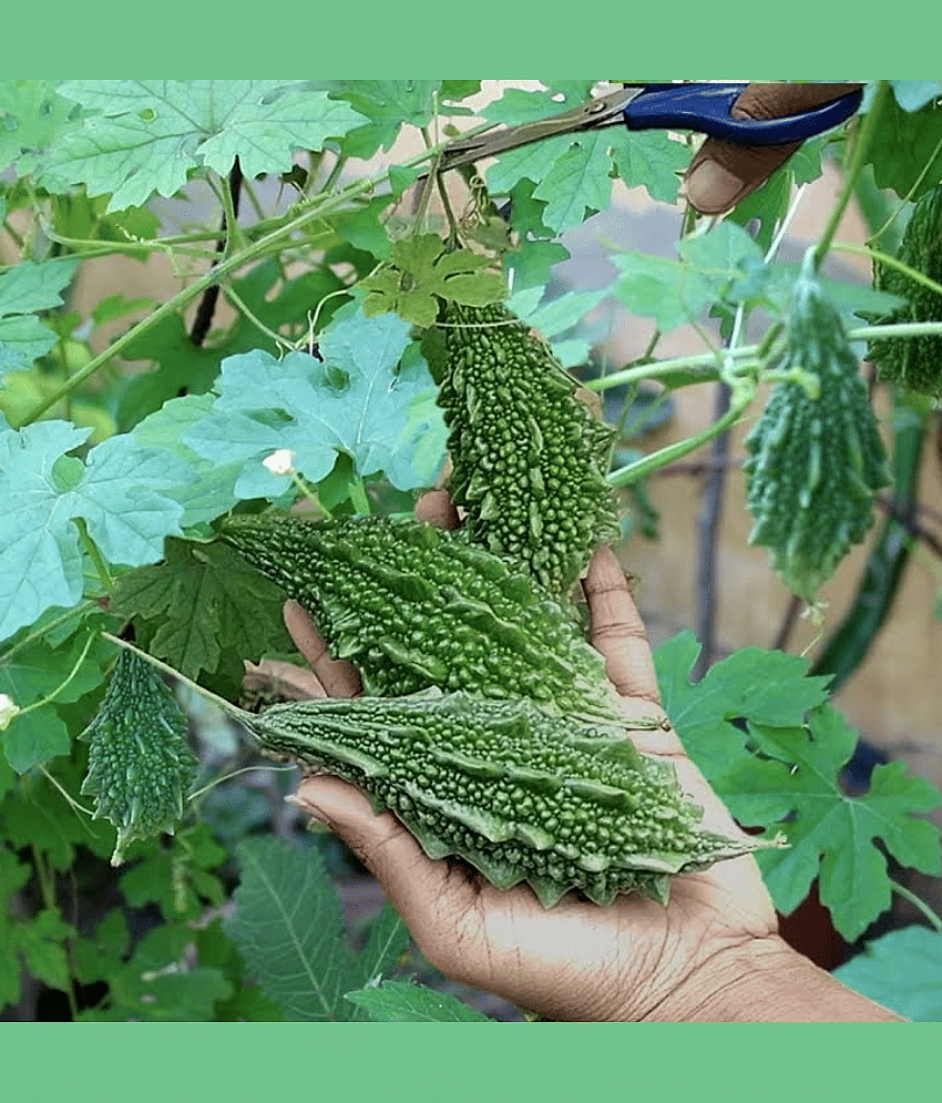Green Bitter Gourd (Karela ke beej) Vegetable Seeds Pack Of 15 | Organic | for Planting in Home Kitchen Terrace Balcony Gardening