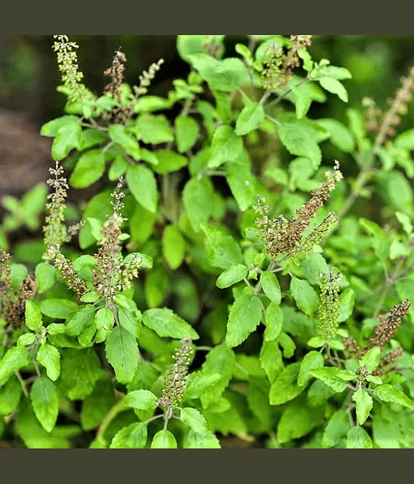 Jignisha Seeds Tulsi (Holy Basil) Herb ( 100 Seeds )