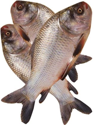 Catla Catla - 1 kg