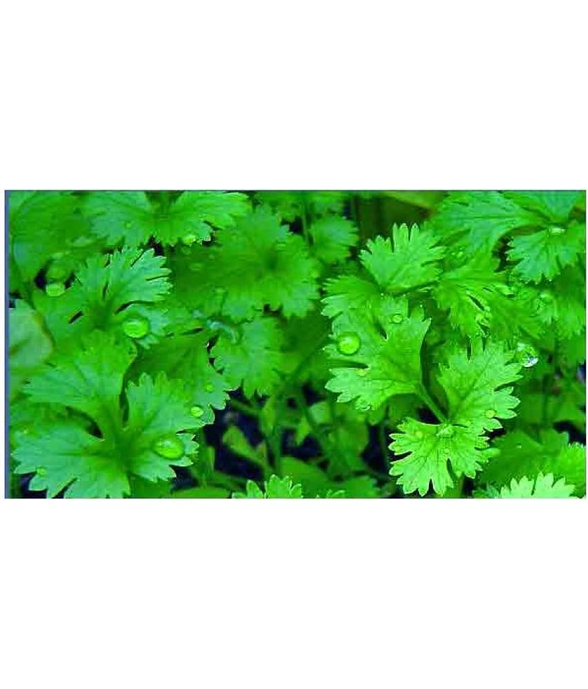 Coriander (Dhaniya) High Germination All Season (Best of summer) Best Vegetables Seeds