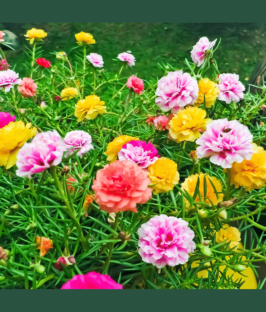 Portulaca Grandiflora Double Mix Flower Seeds - Pack of 30 Seeds