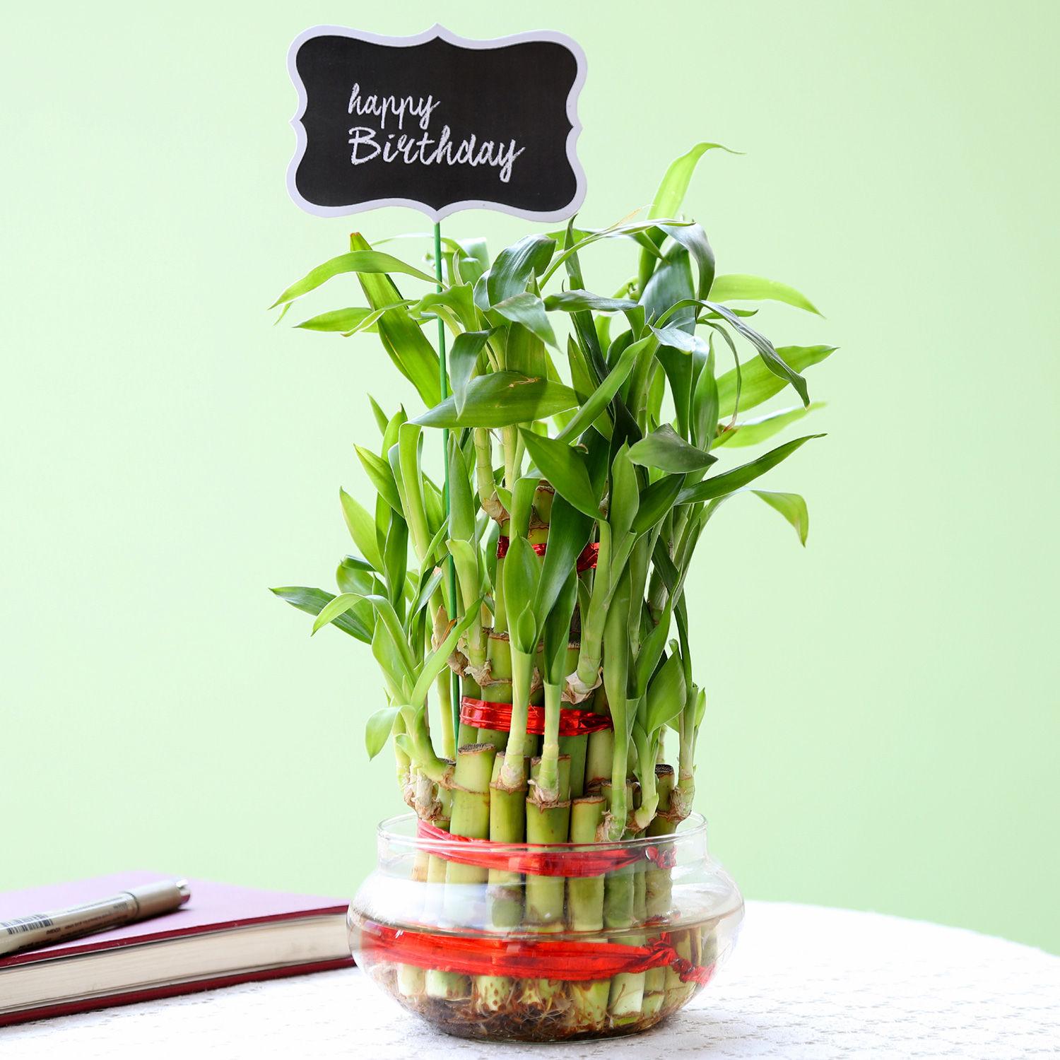 3 Layer Bamboo Plant For Happy Birthday