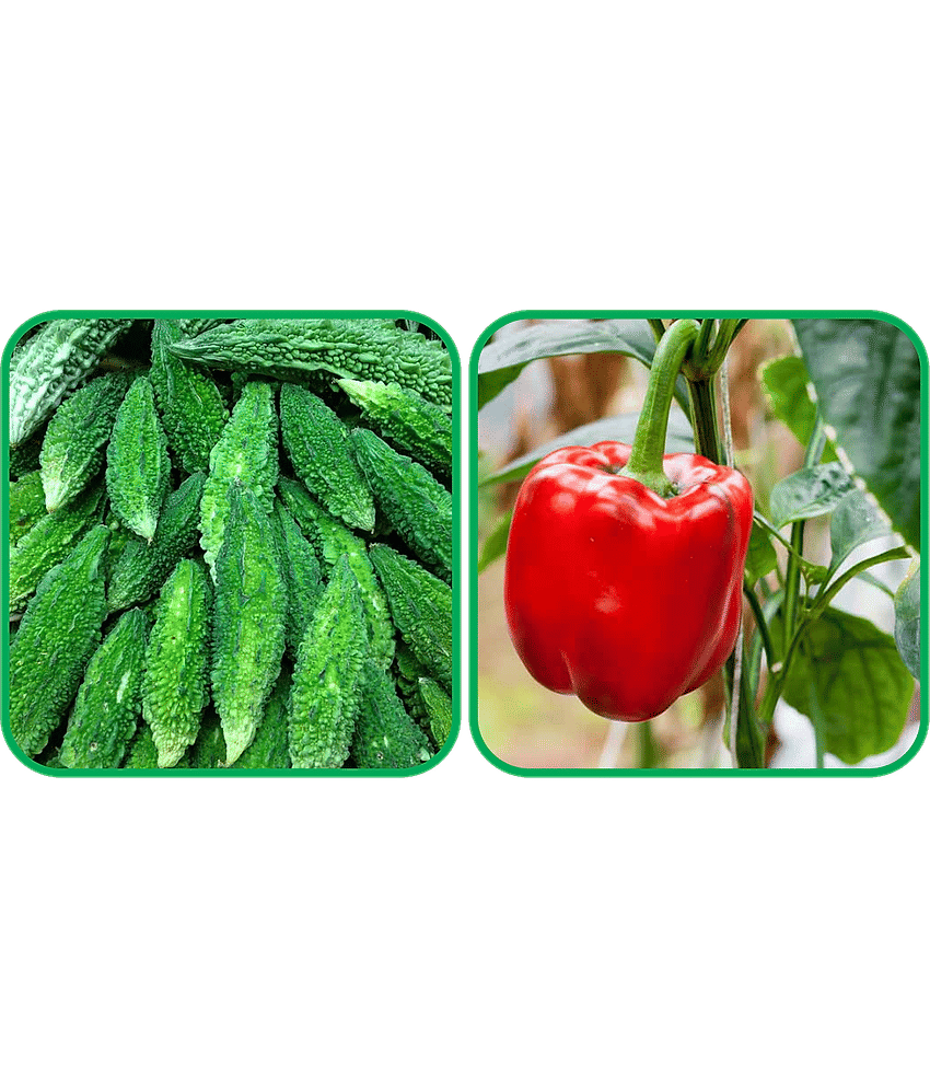 Aero Seeds Capsicum Red ( 30 Seeds) And Bitter Gourd ( 30 Seeds) Vegetable Seeds Pack