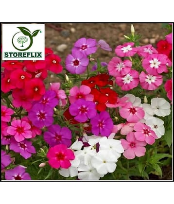 STOREFLIX PHLOX COLOR MIX VARIETY FLOWER Seed (40 per packet) WITH FREE COCOPEAT SOIL AND USER MANUAL