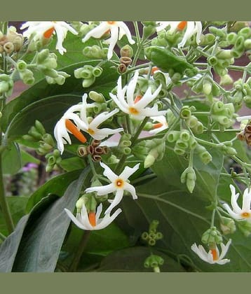 CLASSIC GREEN EARTH - Flower Seeds ( 20 )