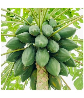 shivam organic seeds PAPAYA SEED - Honey Dew Papaya - organic seeds - (50 per packet)