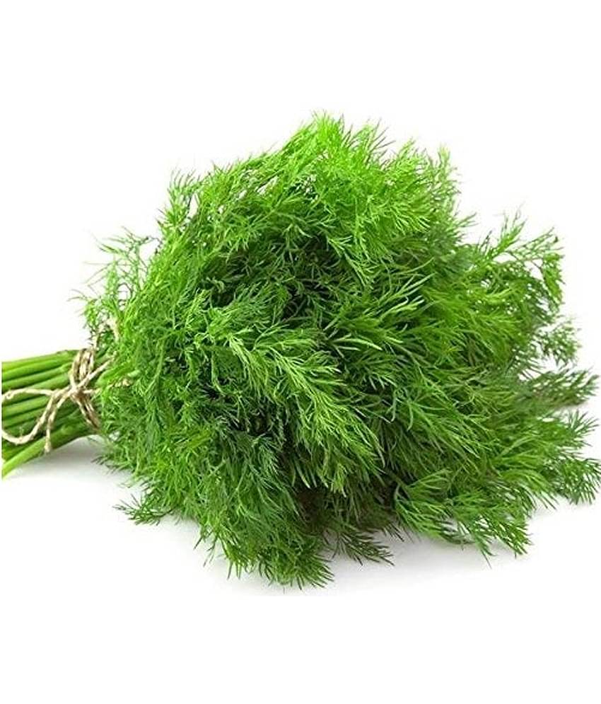 soya saag dill culinary 150 seeds pack with user manual