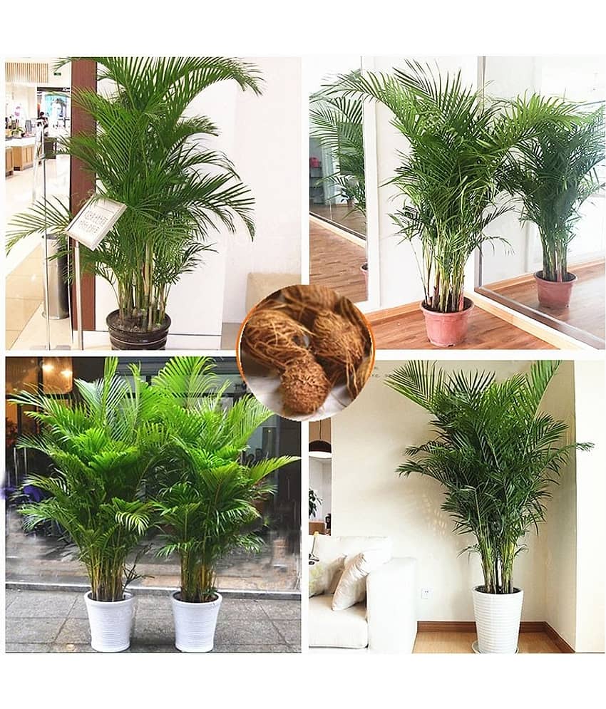Areca Palm Seeds For Indoor/Outdoor Gardening ( 10 seeds )