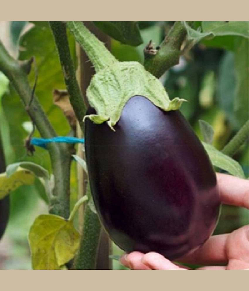 Jignisha Seeds Brinjal Vegetable ( 50 Seeds )