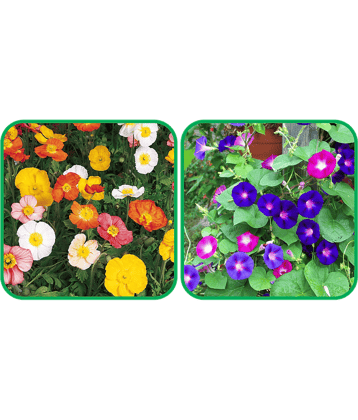Aero Seeds Morning Glory Mix Color (50 Seeds) And Poppy Iceland Mix Color (50 Seeds) Flower Seeds Pack