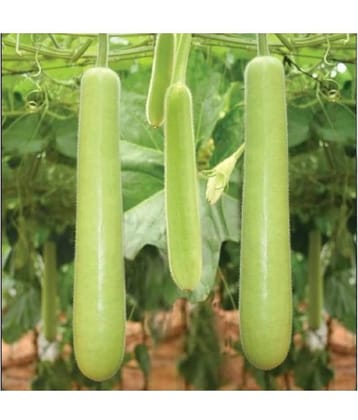 Bottle Gourd (Dhari Loki) Hybrid Vegetables Seed - 15