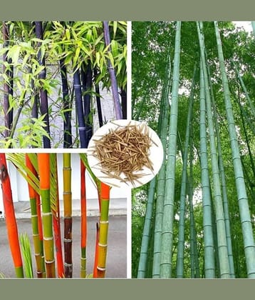 homeagro Colorful Garden mix Bamboo Bonsai Plant