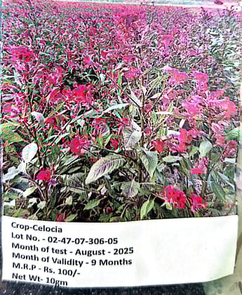 NSC -Celocia - 10GMS Seeds