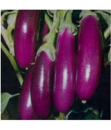 Brinjal Purple Long High Germination Vegetables Seeds - Pack of 50 F-1 Hybrid Seeds with growing soil