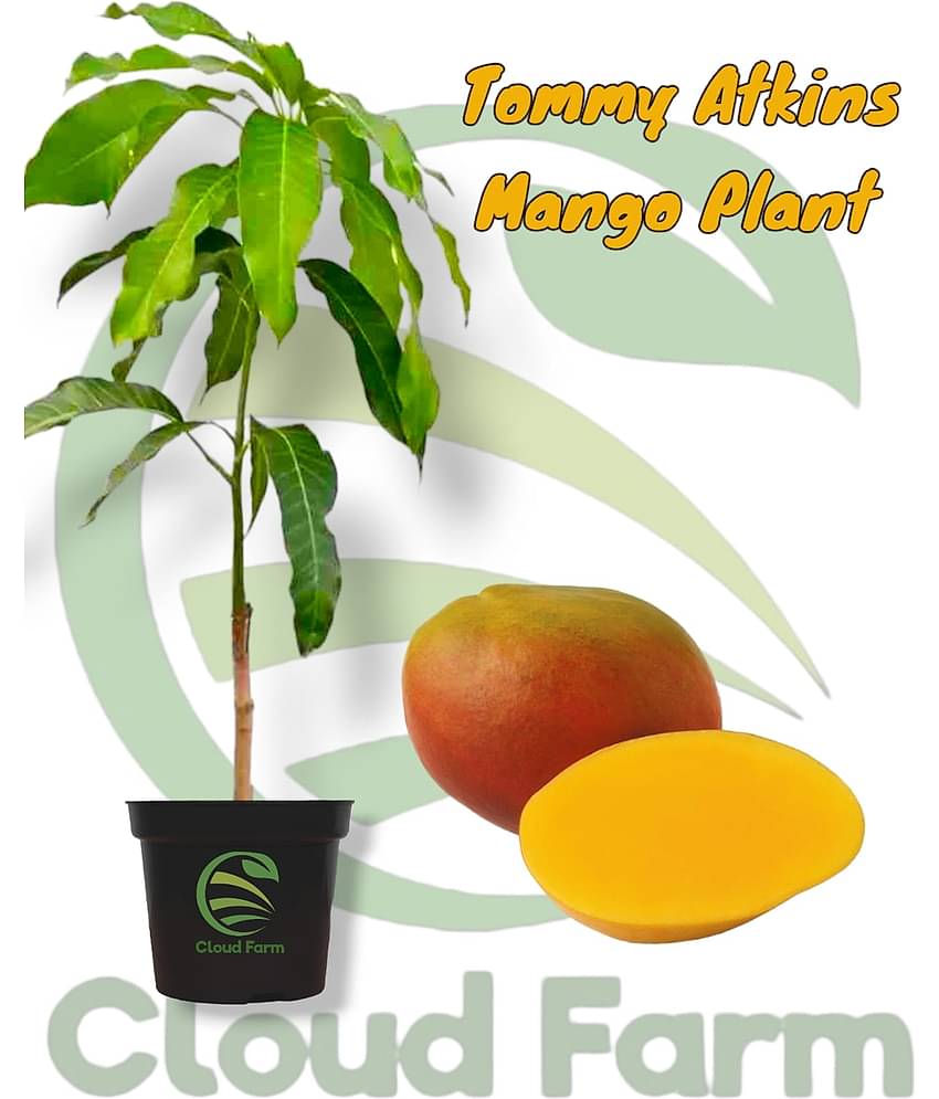 Cloud Farm Outdoor Fruit Plant ( Pack of 1 )