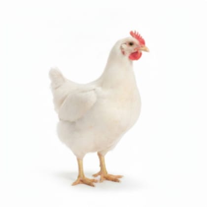 Fresh Chicken - 1 kg - One whole chicken