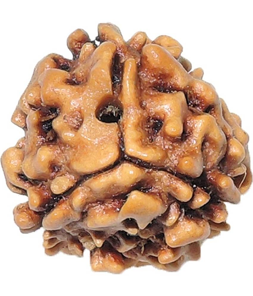 Rashi Ratan Bhagya Natural Rudraksha 3 Mukhi - India