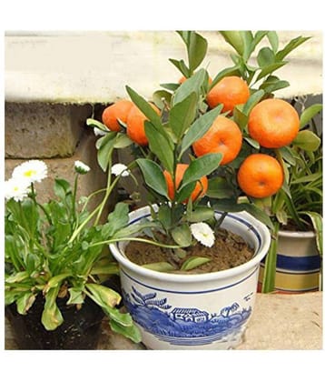 Dwarf 10Pc Delicious Fruit Potted Orange Tree Climbing Seed Sweet Orange Fruit Seeds