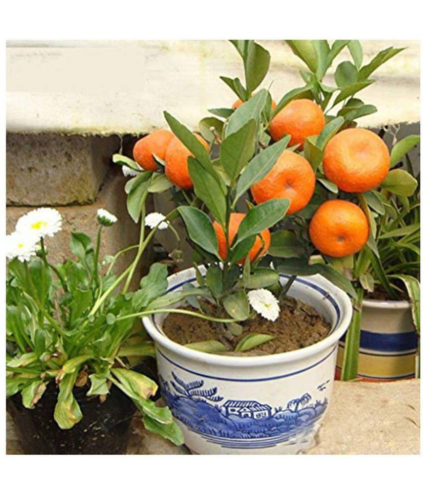 Dwarf 10Pc Delicious Fruit Potted Orange Tree Climbing Seed Sweet Orange Fruit Seeds