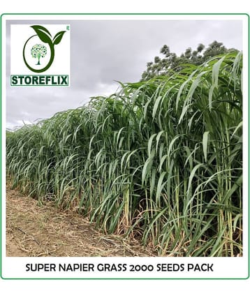 super napier green elephant grass 2000+ seeds pack for outdoor farming use with instrucion manual