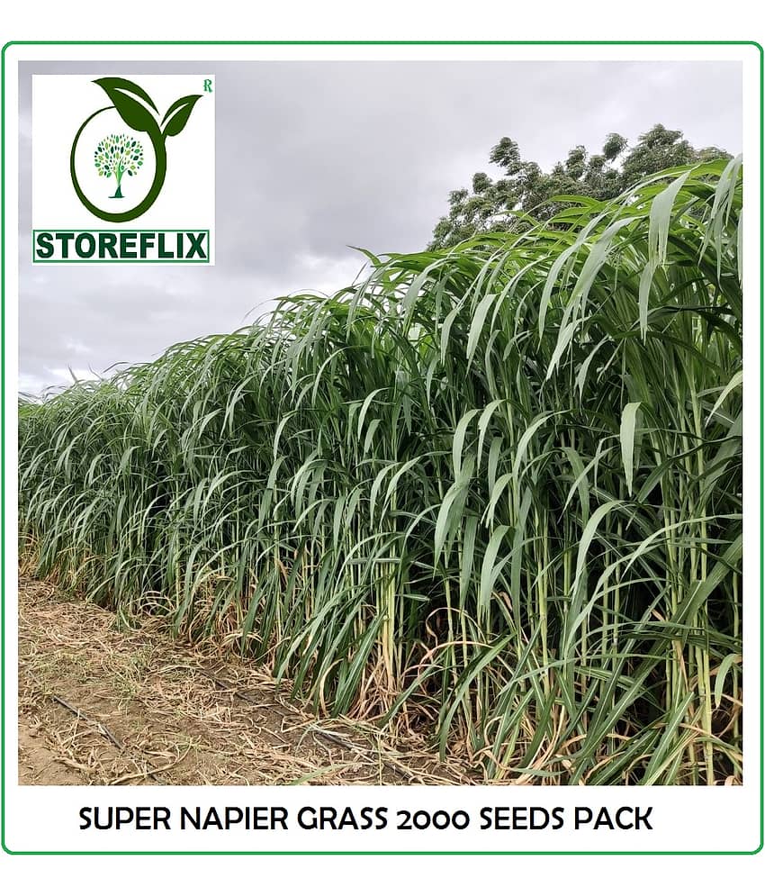 super napier green elephant grass 2000+ seeds pack for outdoor farming use with instrucion manual