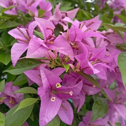 Bougainvallea Flowers Plant(Light Violet)