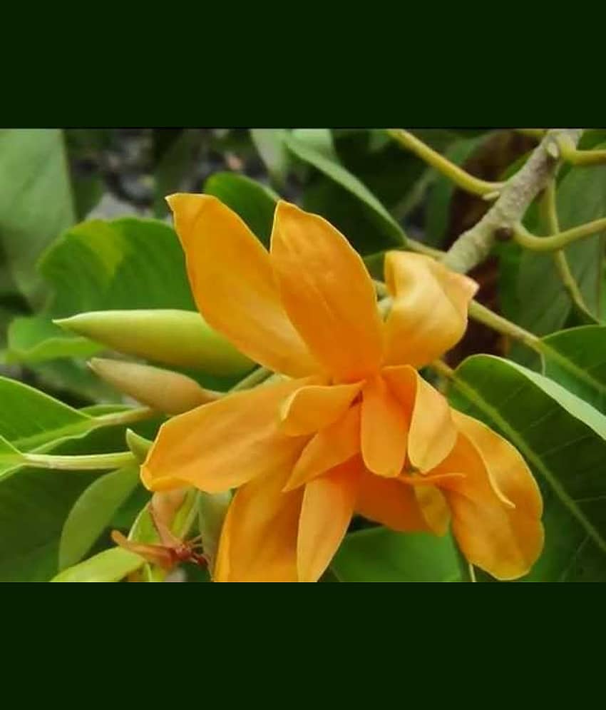 Champa Michelia Flower Tree 20 Seeds pack with free potting soil and user manual Kitchen Garden Seeds Pack