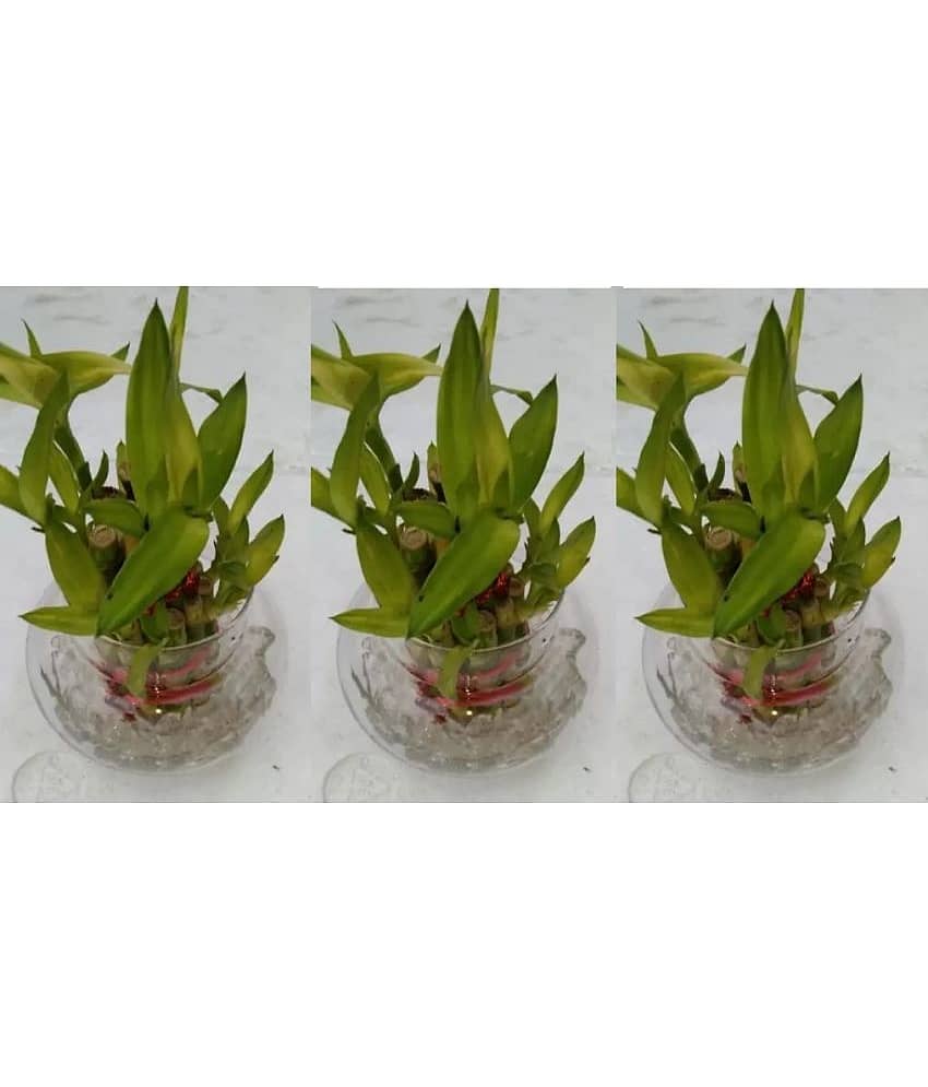 Green plant indoor - Green Wild Artificial Flowers With Pot ( Pack of 3 )