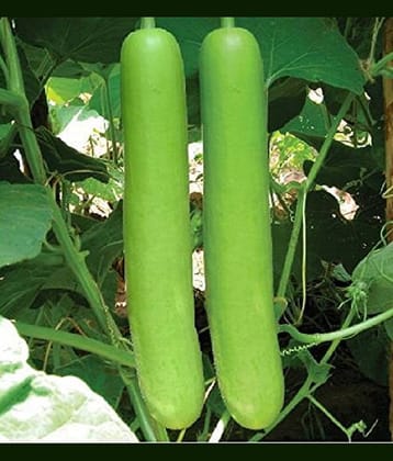 Bottle Gourd Long Seeds Kitchen Garden Vegetable Seeds (15 Seeds)