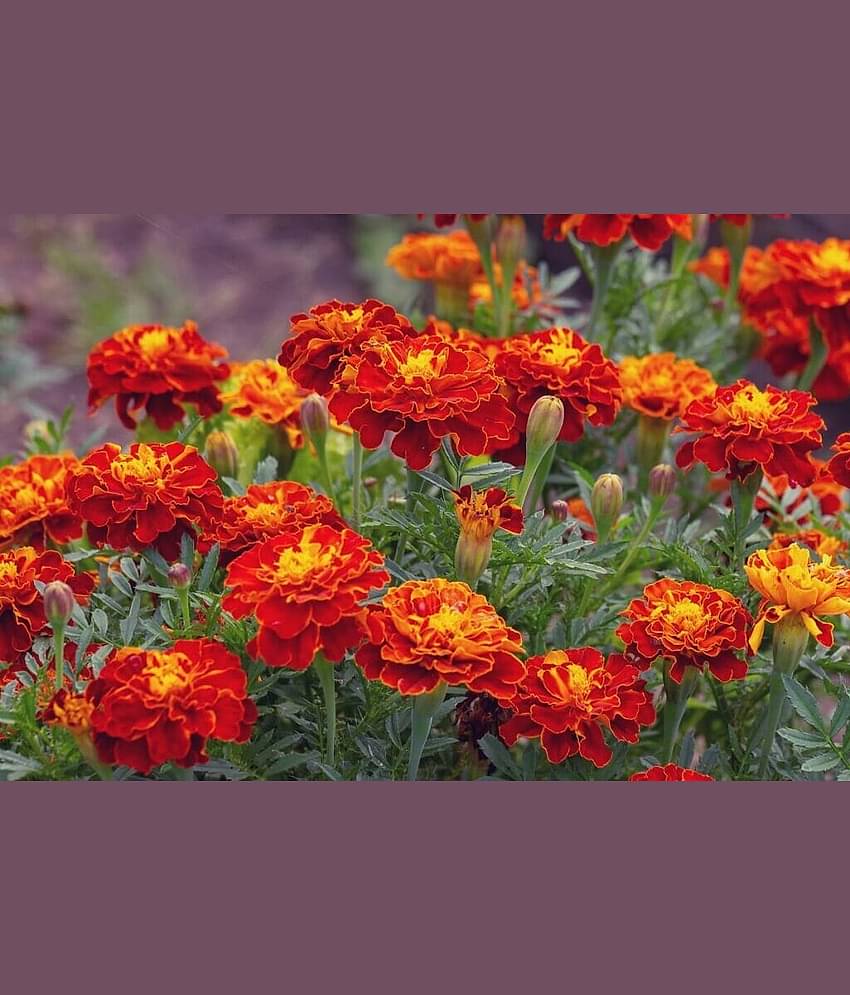 homeagro - Marigold Flower ( 50 Seeds )