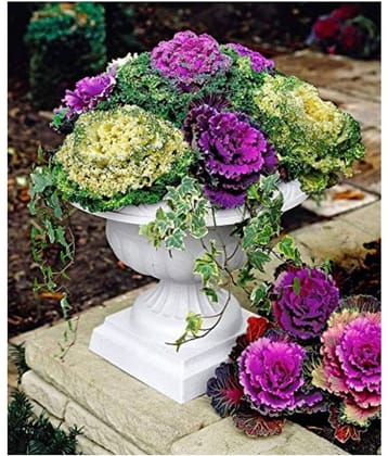 SHOP 360 GARDEN ORNAMENTAL CABBAGE KALE FLOWER SEEDS - PACK OF 100 SEEDS