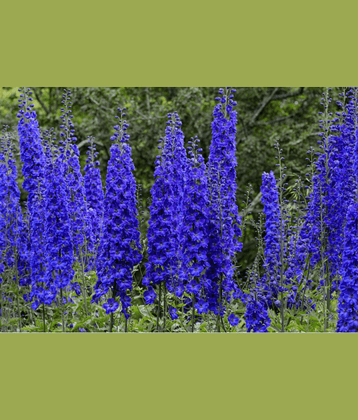 CLASSIC GREEN EARTH - Kochia Flower ( 200 Seeds )