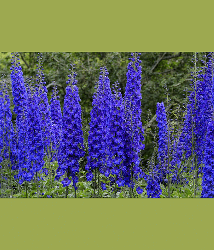 CLASSIC GREEN EARTH - Kochia Flower ( 200 Seeds )