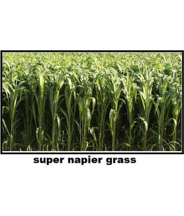 STOREFLIX SUPER NAPIER GRASS Seed (APPROX 3000 SEEDS per packet)