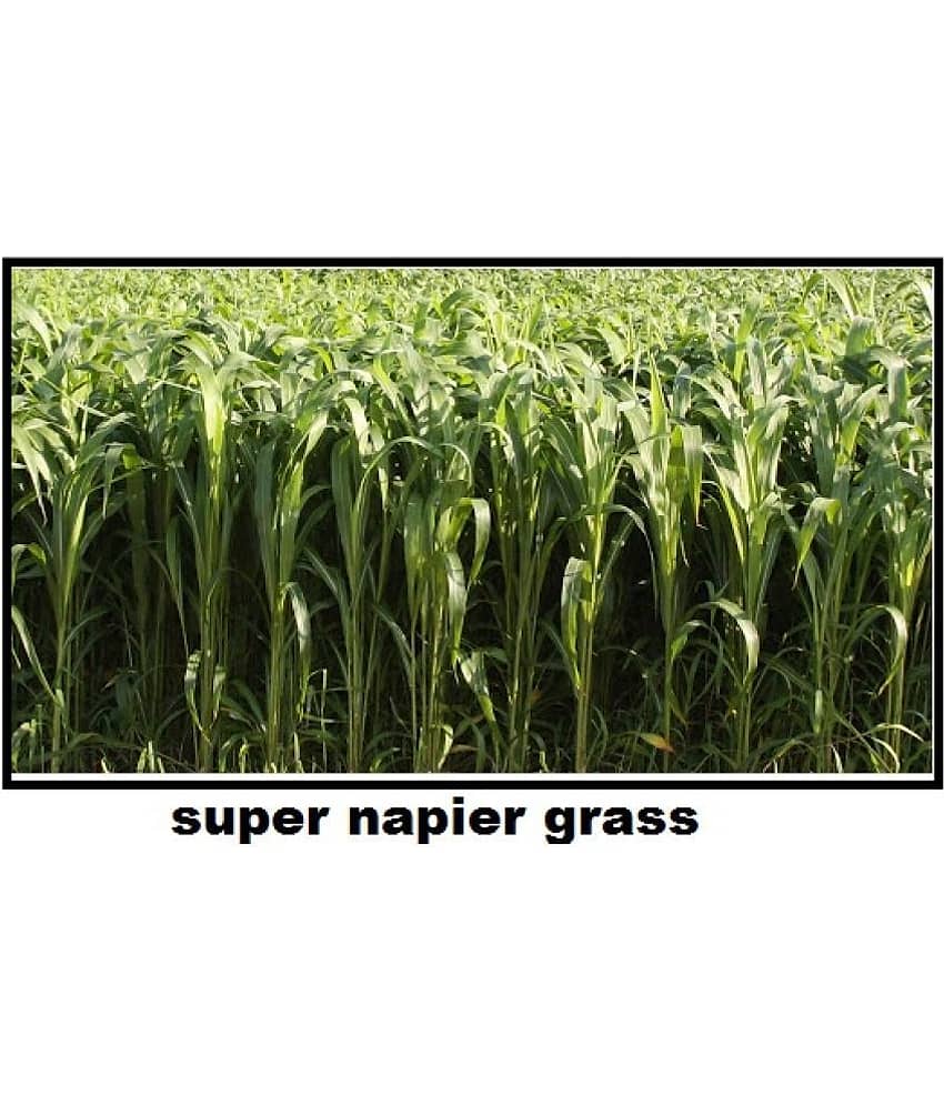 STOREFLIX SUPER NAPIER GRASS Seed (APPROX 3000 SEEDS per packet)