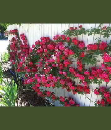 Azalea Gardens Rose Flower Seeds "Red Climbing Rose" 20 Seeds Pack + Instruction Manual Inside Package