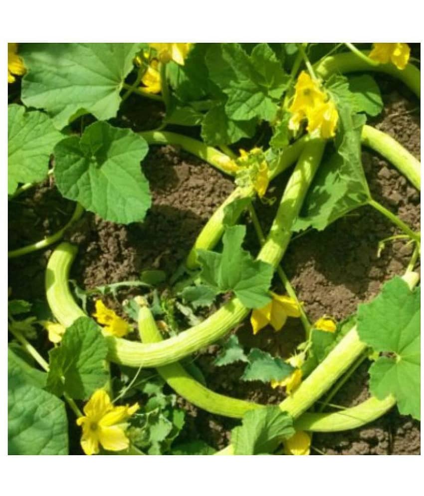 Joycity Long Melon Organic Vegetable Seeds- 100+ Seeds