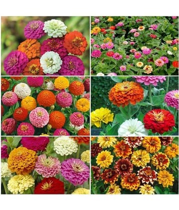 Zinnia Mix Flower 50 Seeds PACK MIX ATLEAST 5 COLORS PLANT SEEDS WITH INSTRUCTION MANUAL