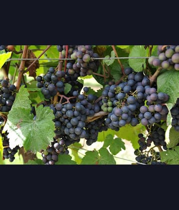 homeagro - Black Grape Fruit ( 20 Seeds )