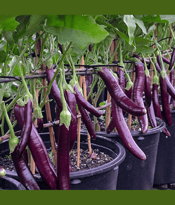 Purple Long Brinjal (Baigan ke beej) Vegetable Seeds Pack Of 50 | Organic | for Planting in Home Kitchen Terrace Balcony Gardening