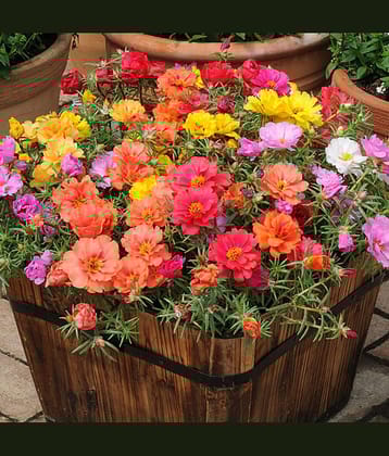 LiveNature Portulaca Mixed Flower ( 100 Seeds )